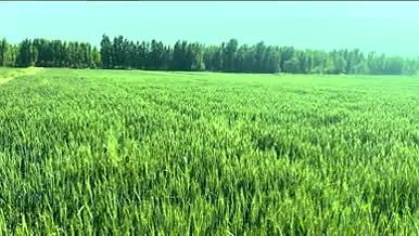 自然风景小麦田地4K高清实拍视频素材视频的预览图